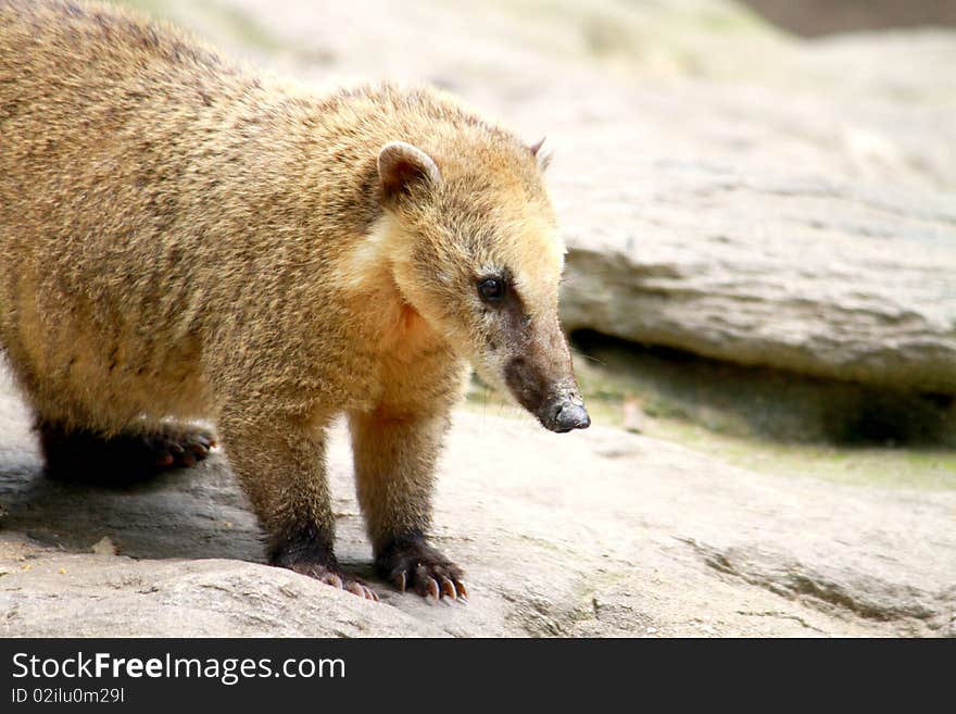 One exotic long nosed bear from racoon family. One exotic long nosed bear from racoon family.