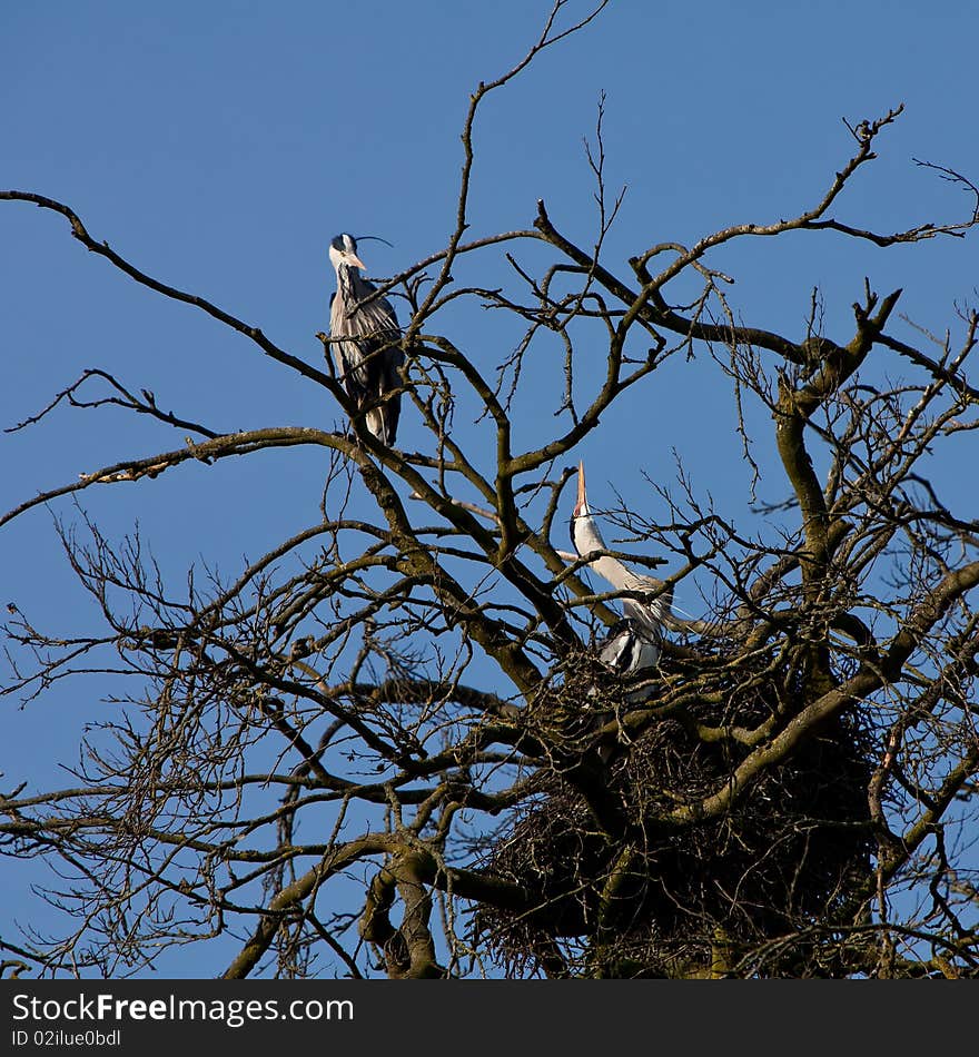 Grey heron bird couple sitting on the nest