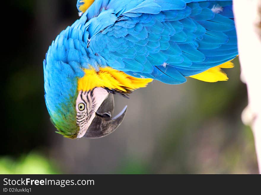 One  exotic parrot with yellow  and blue feathers. One  exotic parrot with yellow  and blue feathers.