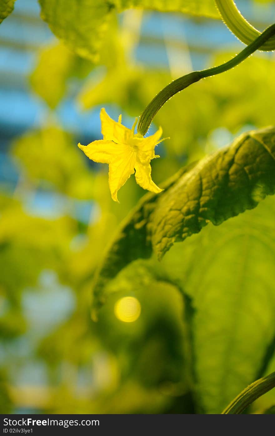 Greenhouse cucumber