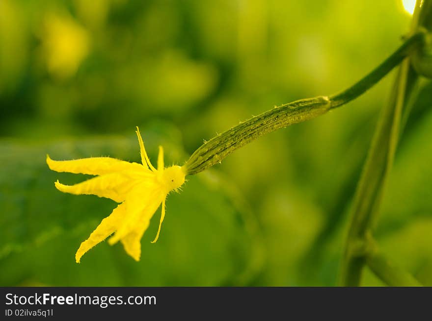 Greenhouse cucumber