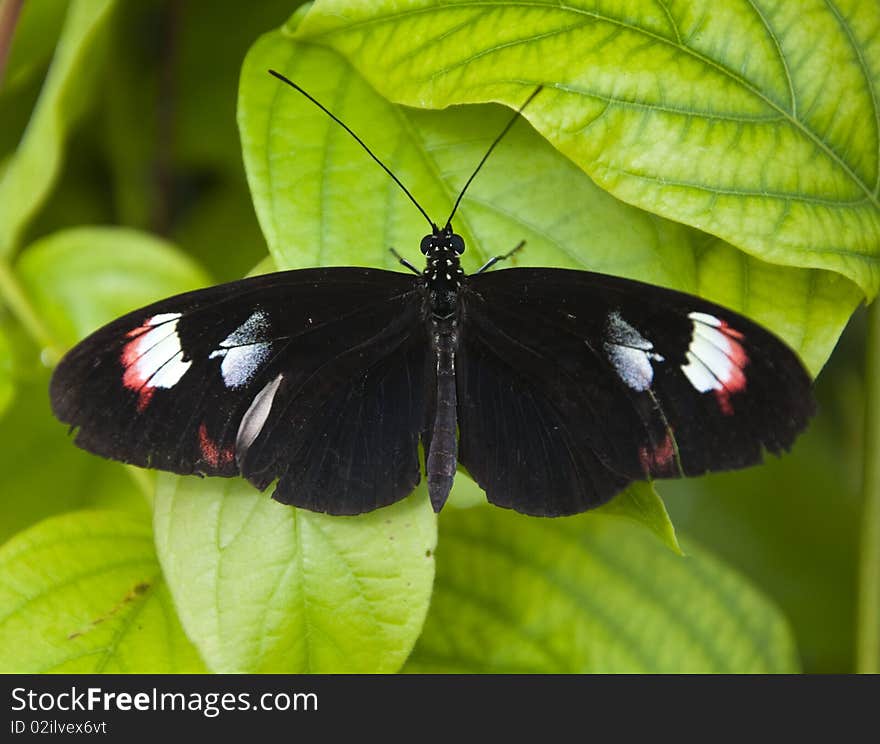 Small Black Butterfly with pink and white markings