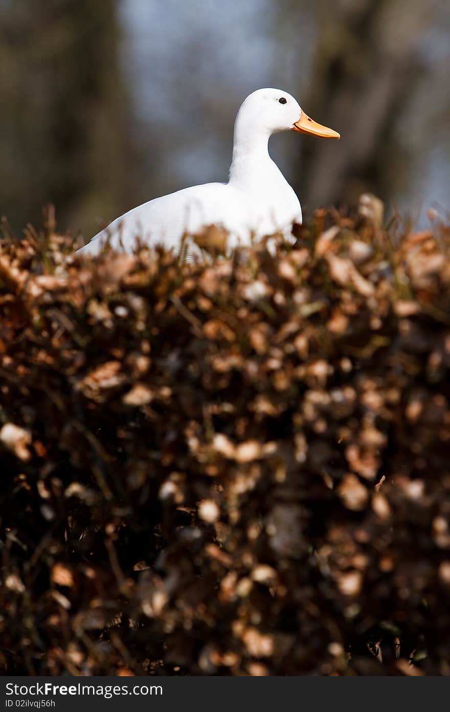 White duck sitting in a hedge