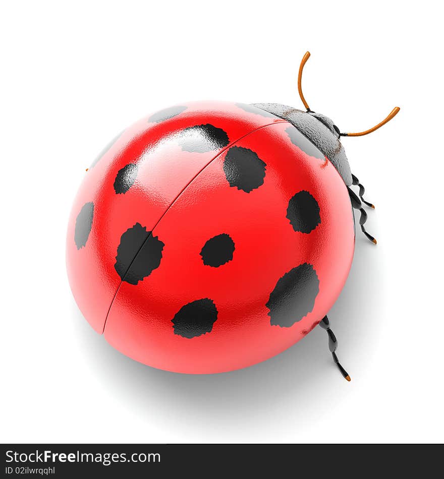 Ladybird isolated on white background