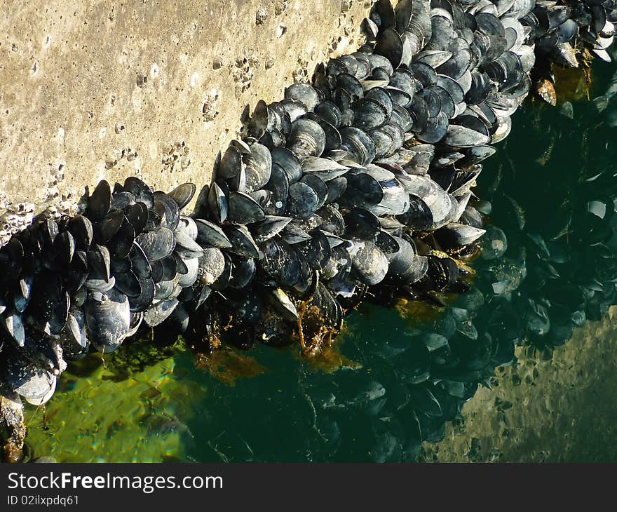 Mussels growing at the tide line. Mussels growing at the tide line