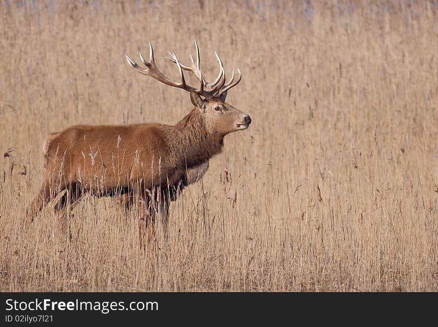 Beautiful male elk in cane looking for food