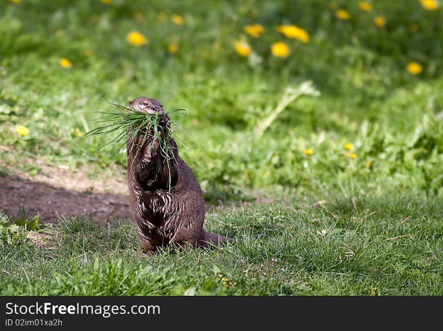 Otter Making A Nest