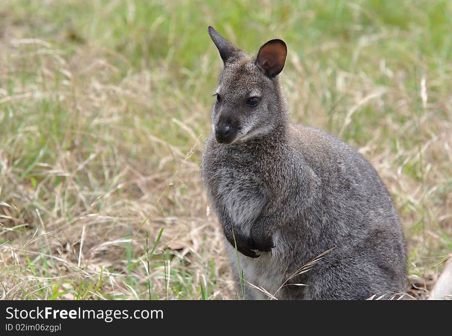 Wallaby