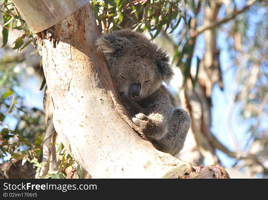 This is taken in philip island of australia. This is taken in philip island of australia