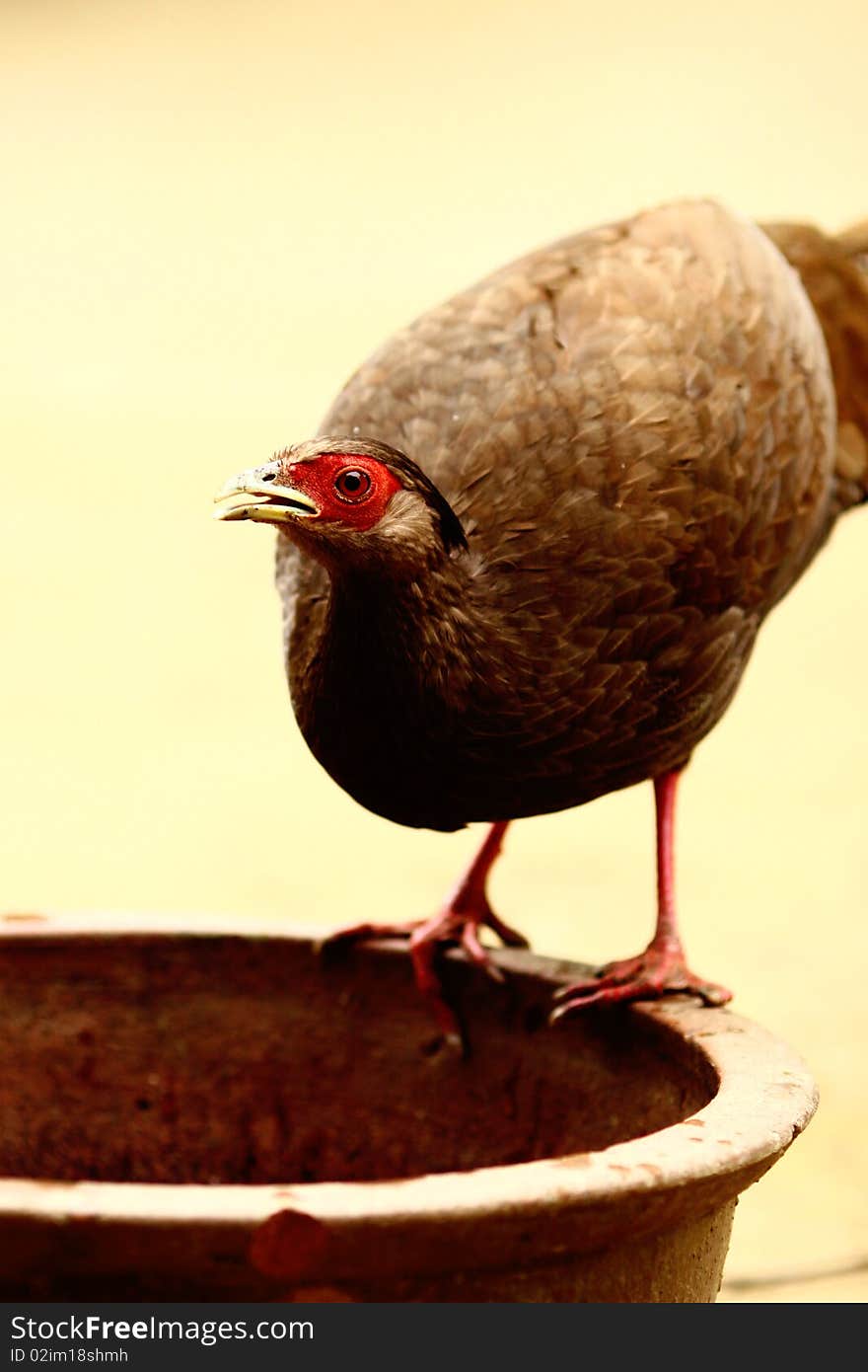 Yellow-bellied Tragopan