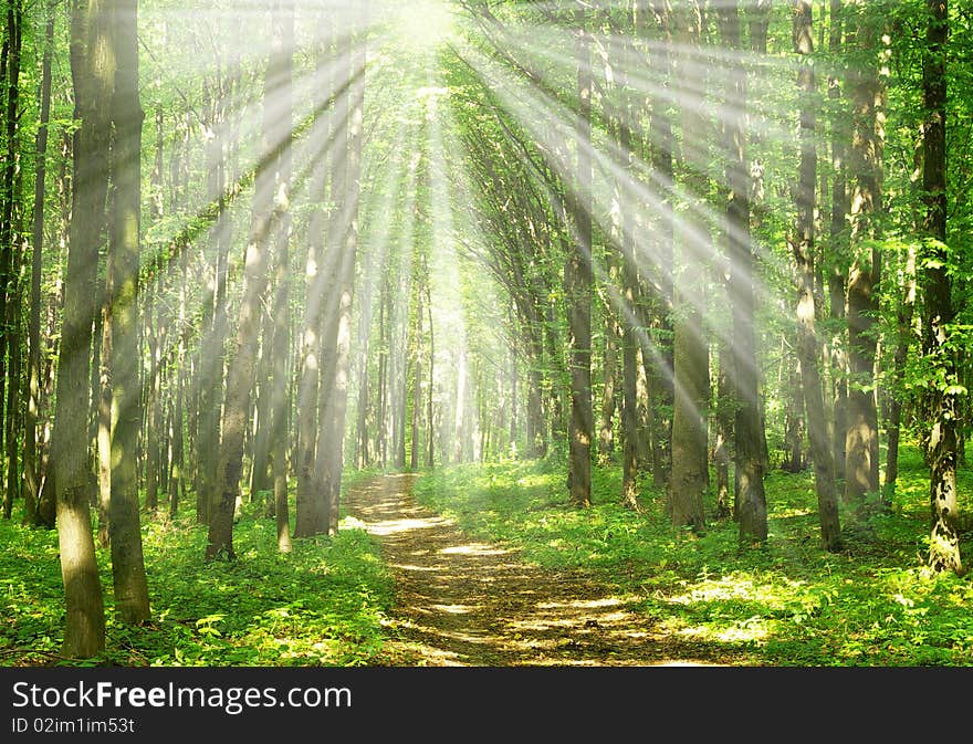 Path in summer green forest. Path in summer green forest