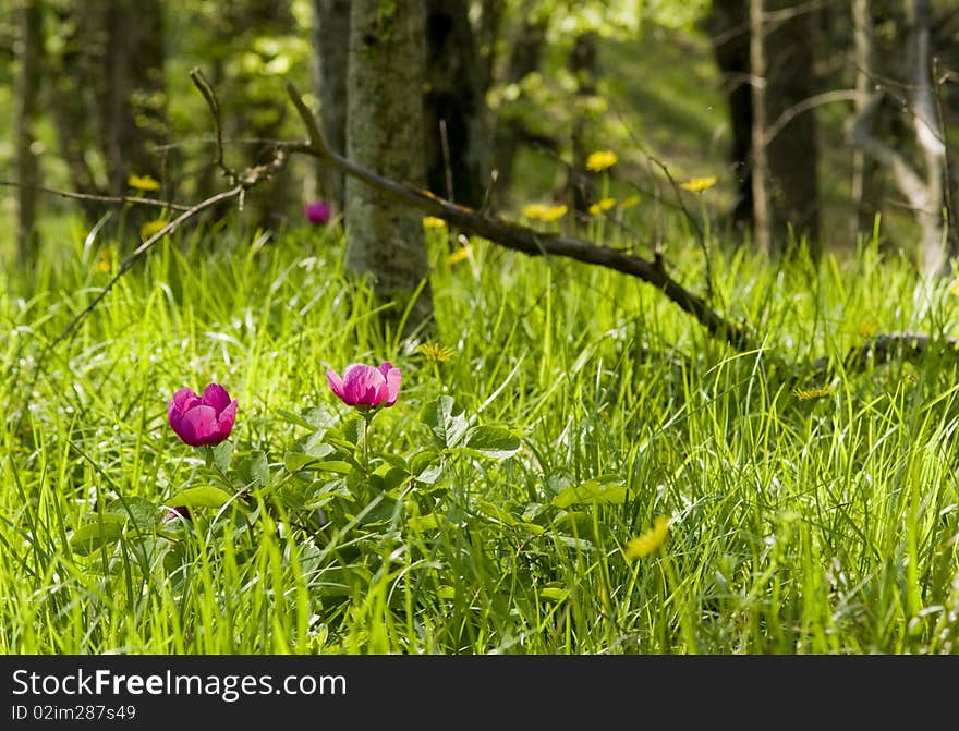 Peony Field