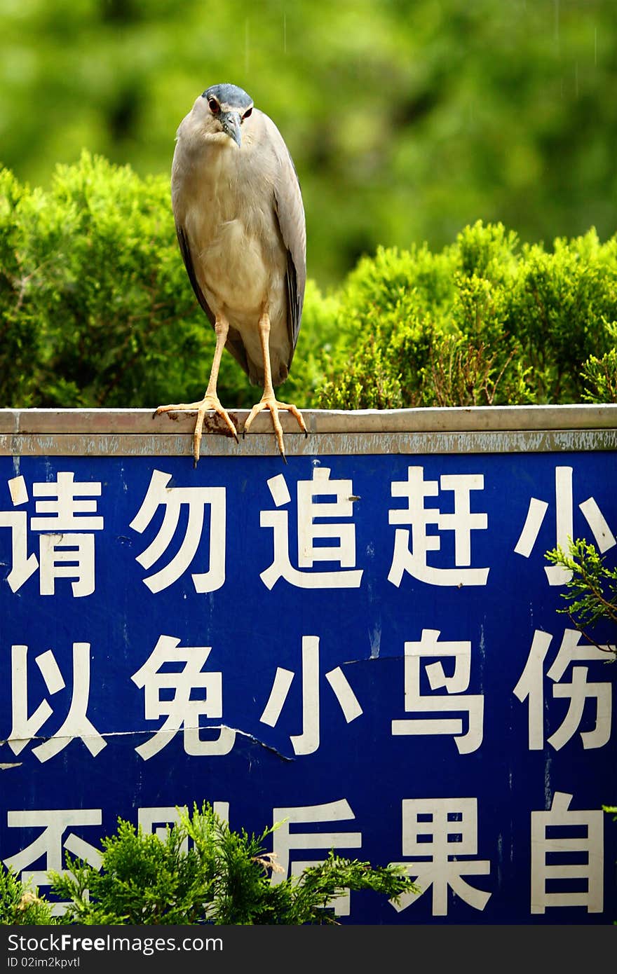 A Black-crowned night heron stood on the warning board which said:do not chase birds in case you hurt yourself. A Black-crowned night heron stood on the warning board which said:do not chase birds in case you hurt yourself