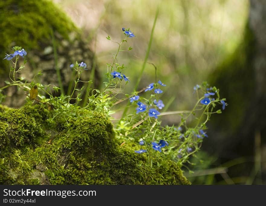 Veronica umbrosa flowering plant on mossy rock. Veronica umbrosa flowering plant on mossy rock