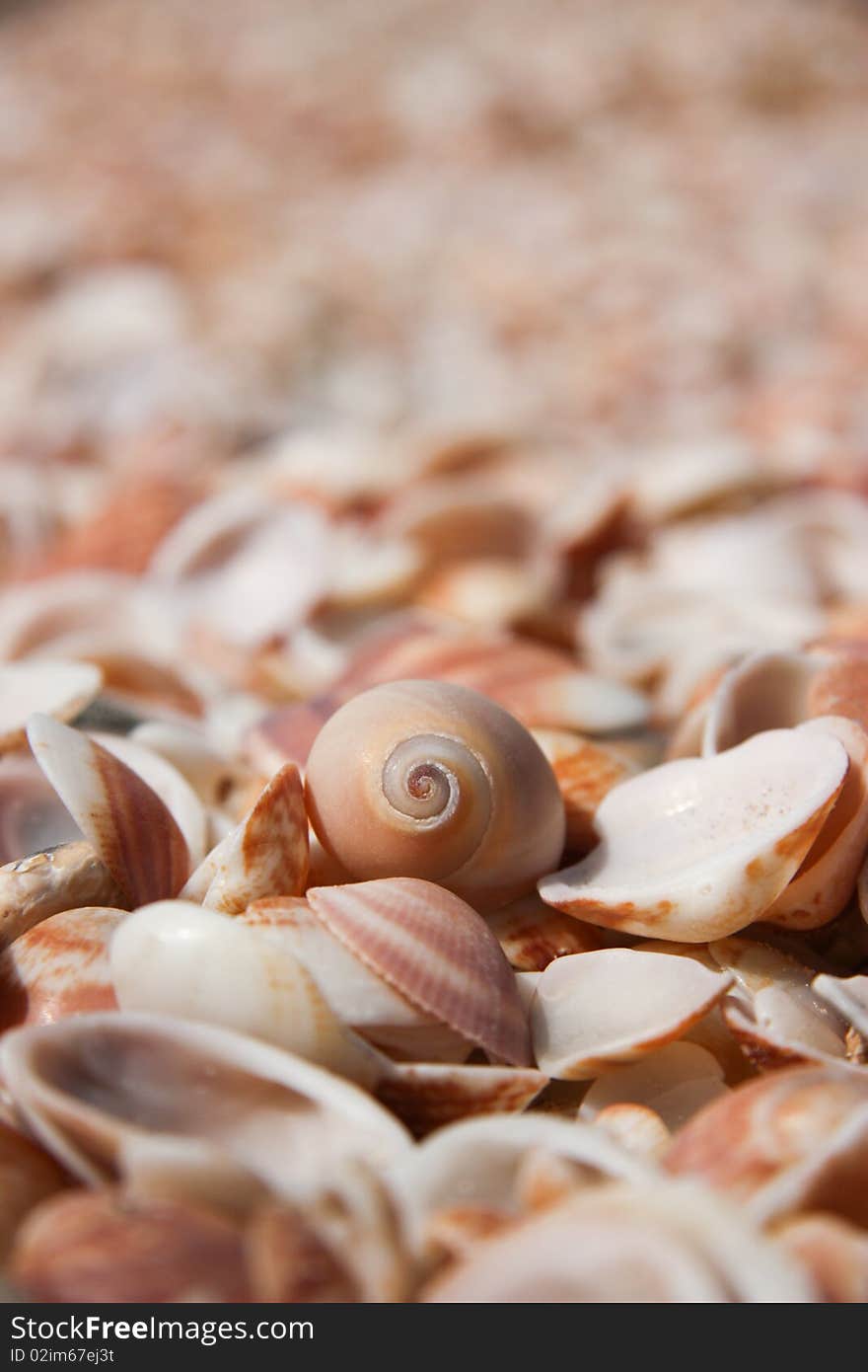 Shells at the beach background