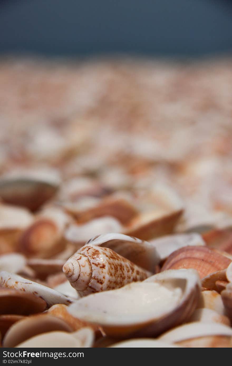 Shells at the beach background