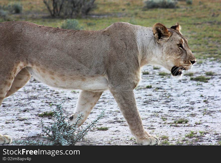 A female lion walking in Etosha national park, Namibia, Africa. A female lion walking in Etosha national park, Namibia, Africa