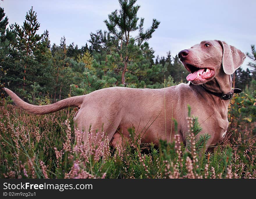 The weimaraner dog in summer