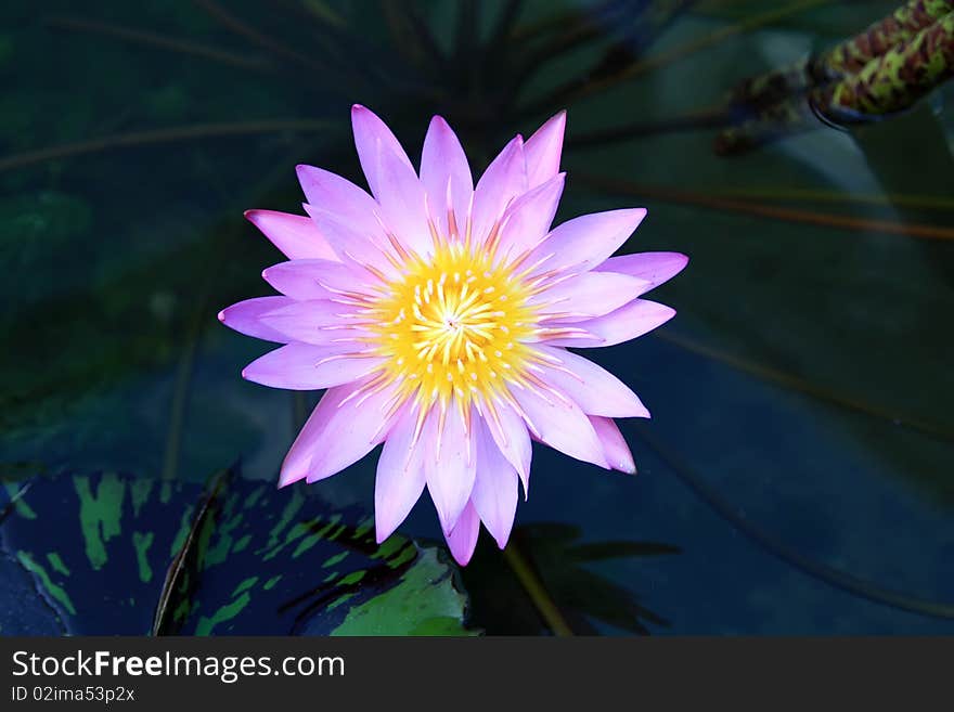 Beautiful lotus in the pond width