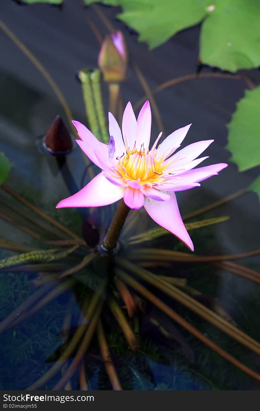 Beautiful lotus in the pond width