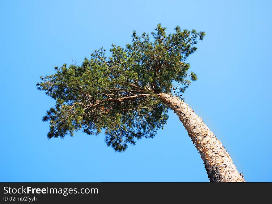 Top Pine