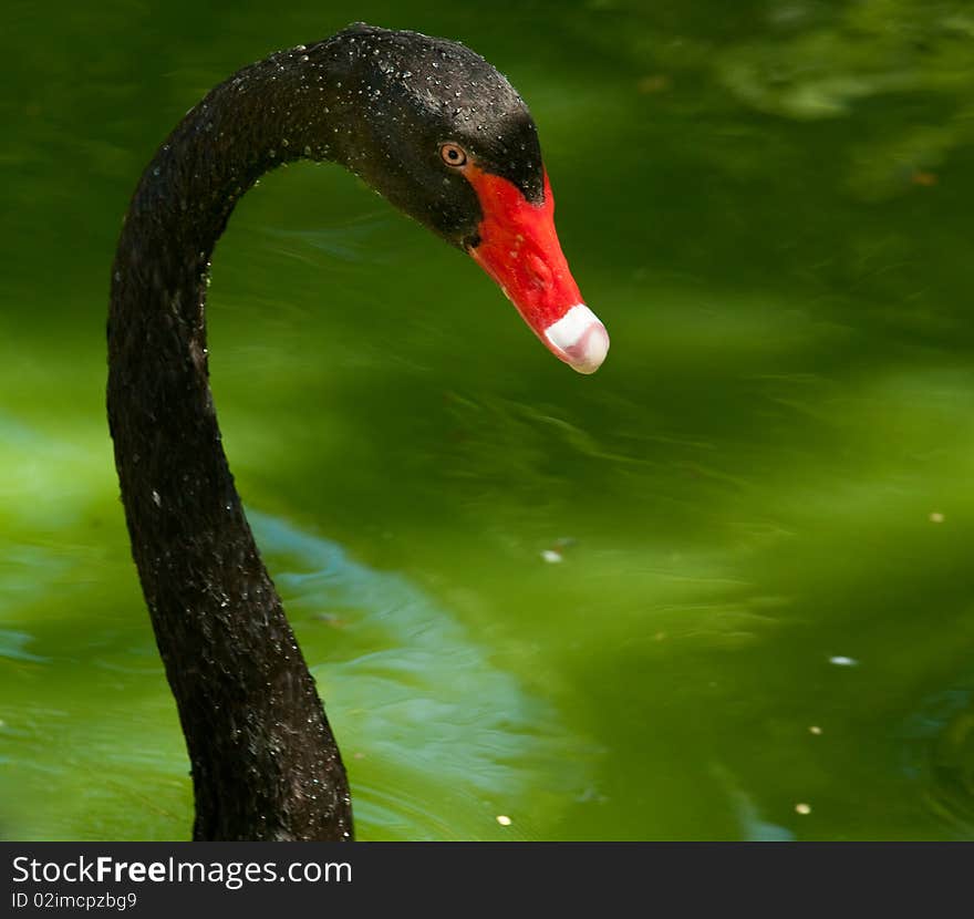 Black swan