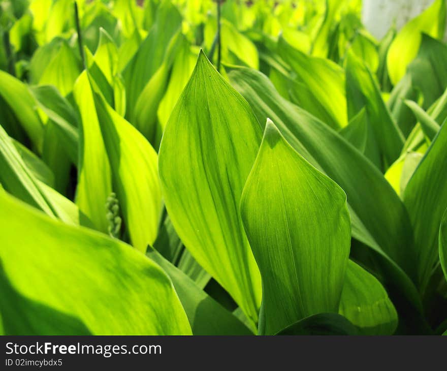 Dense leaves of a lily of the valley