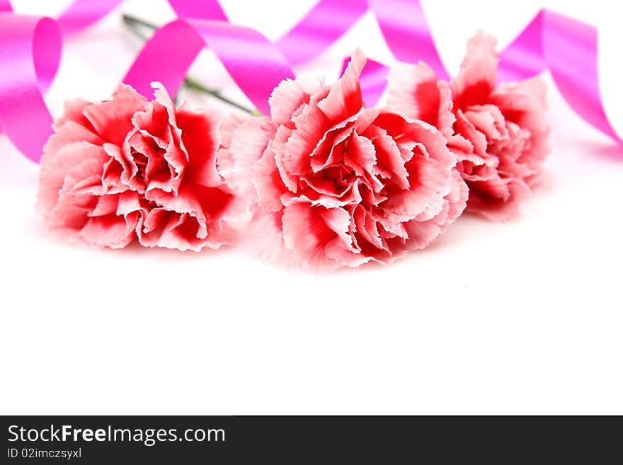 Pink carnations on a white background