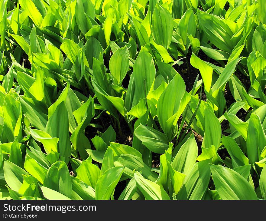 Dense Leaves Of A Lily Of The Valley