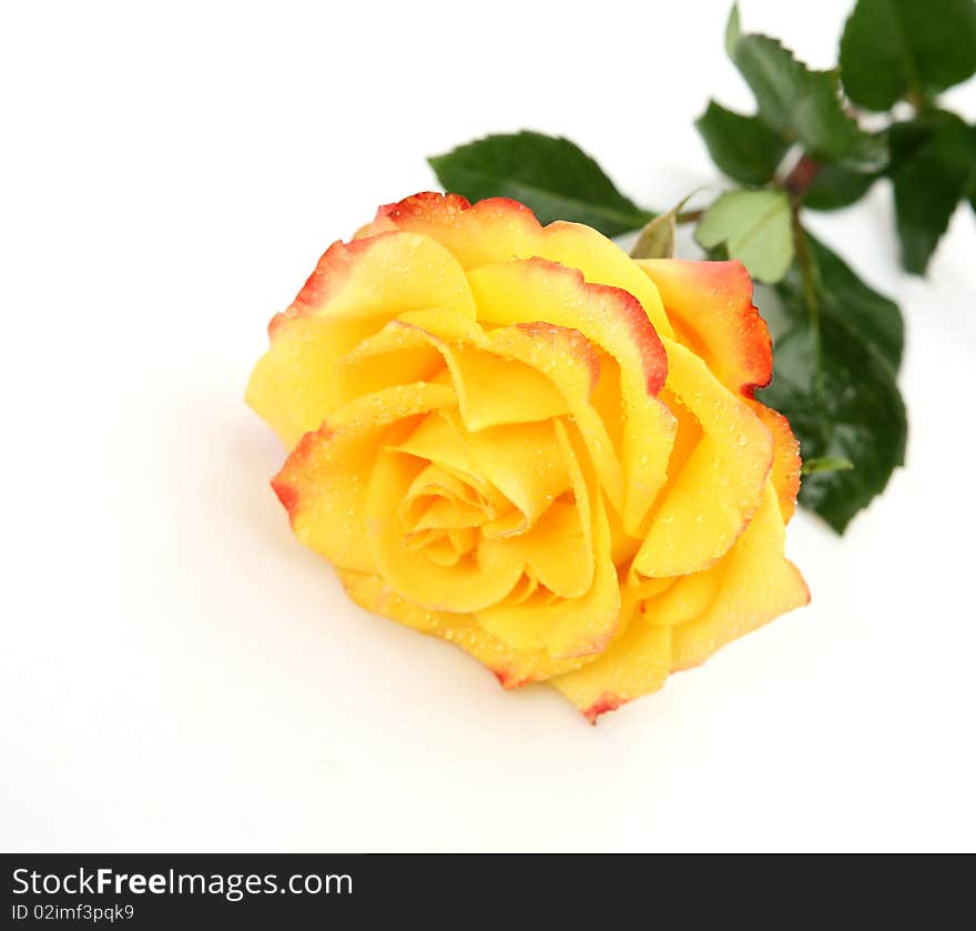 Yellow rose