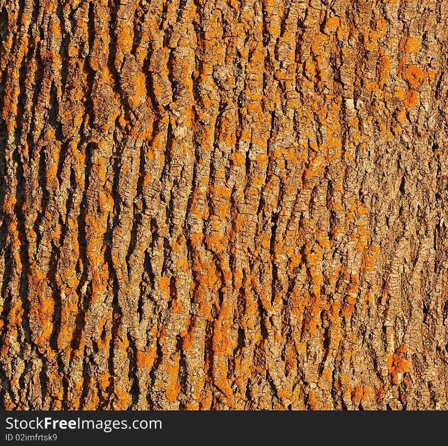 Background bark