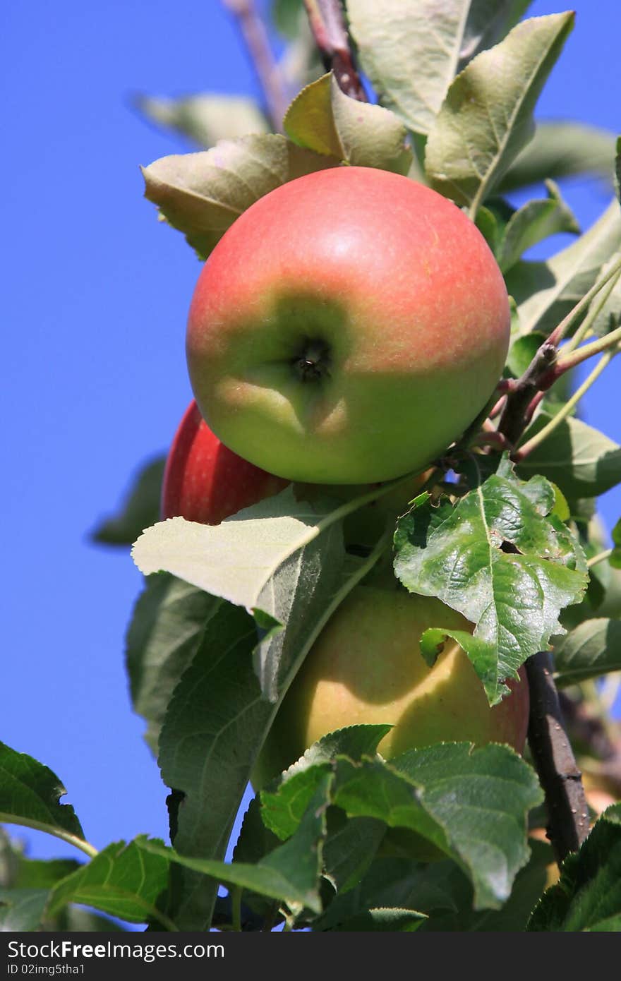 Season of apples in an orchard. Season of apples in an orchard