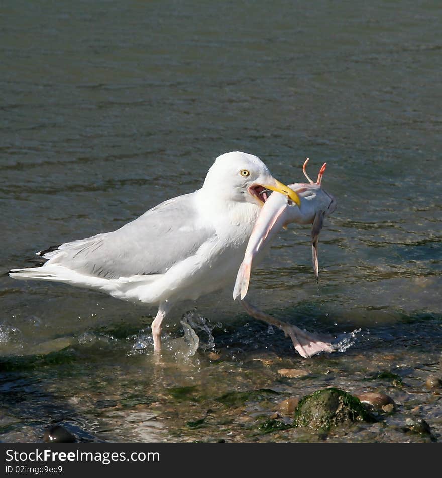 Goeland who arrives of thefishing. Goeland who arrives of thefishing