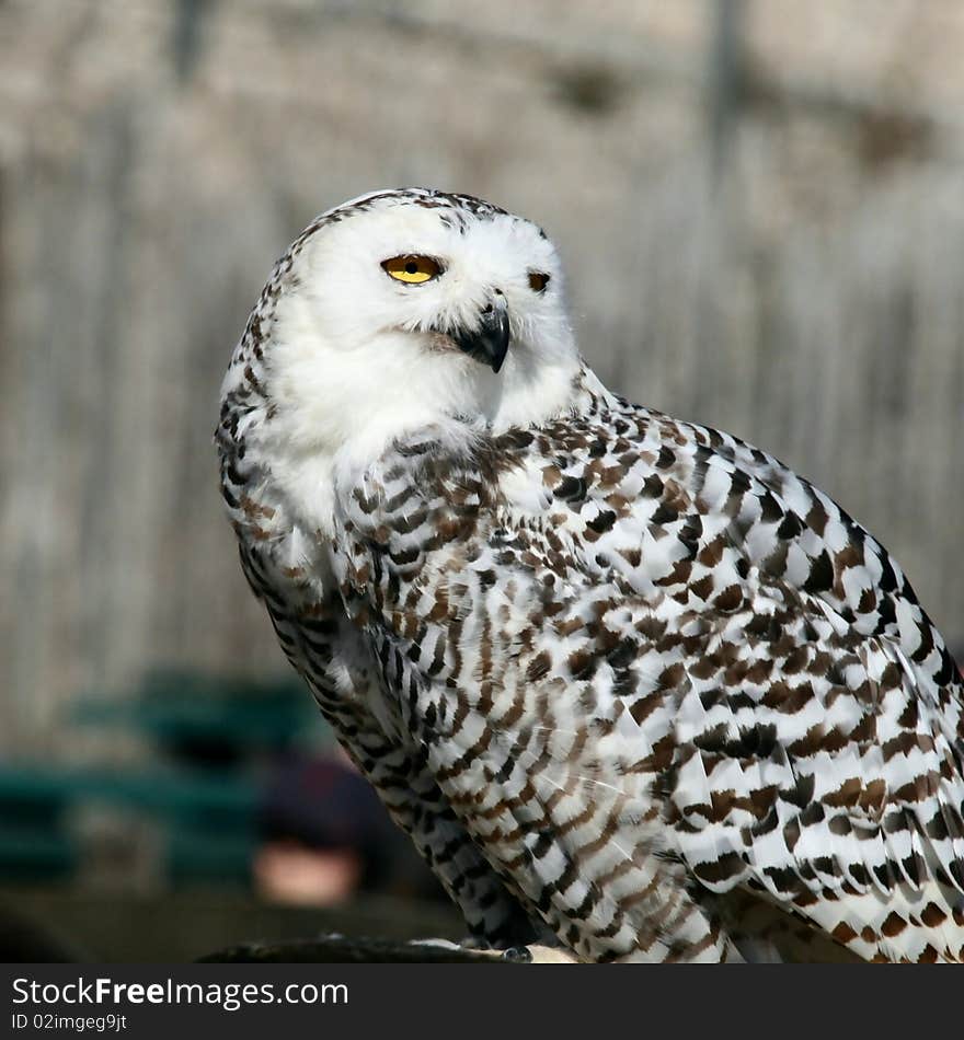 Precise glance for this bird of prey in demonstration