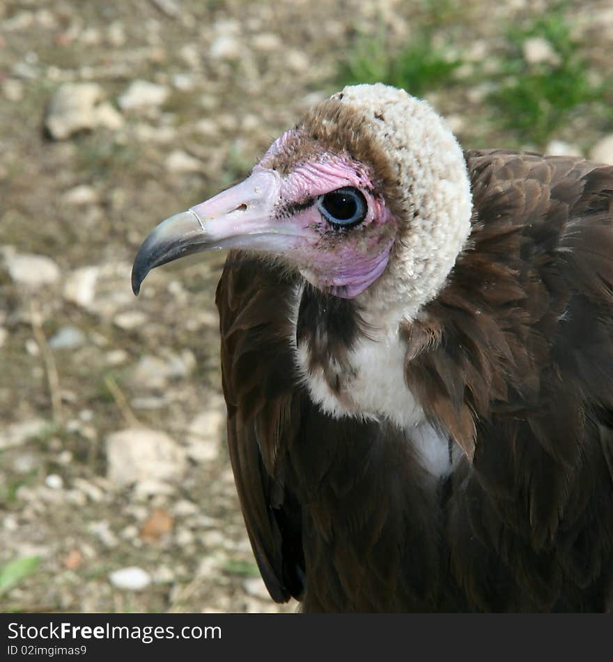 Precise glance for this bird of prey. Precise glance for this bird of prey