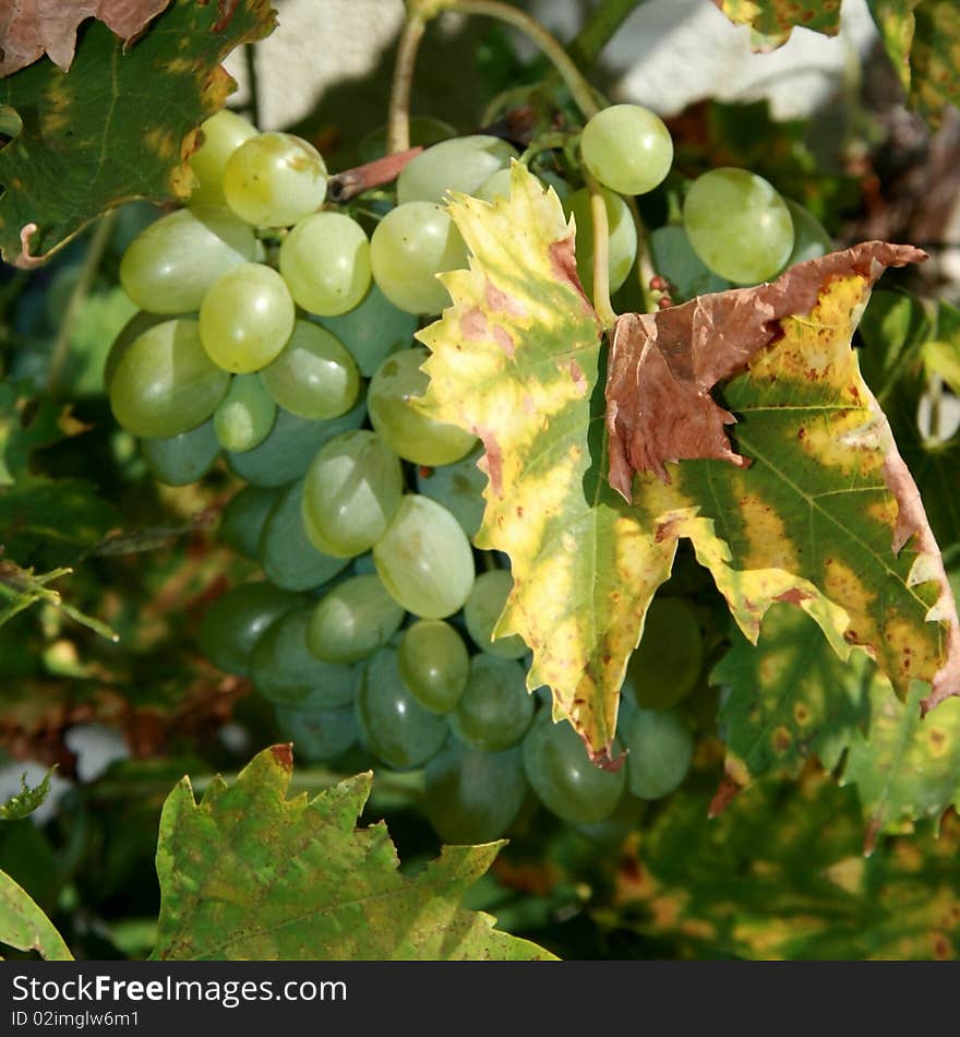 Bunch of grapes in September. Bunch of grapes in September