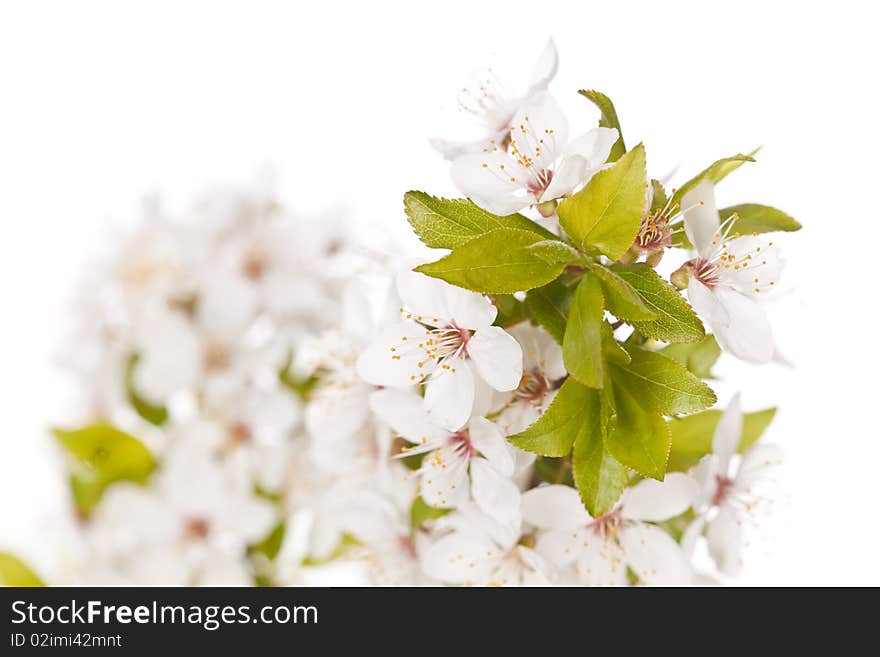 White plum blossom isolated on white. White plum blossom isolated on white