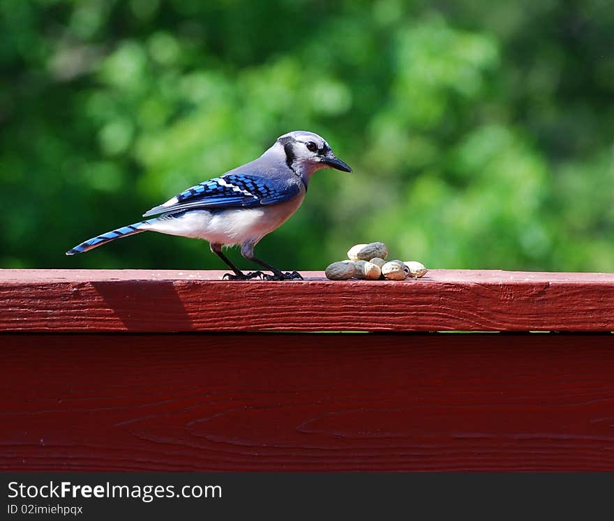 Closeup of blue jay sitting on deck railing feeding on peanuts