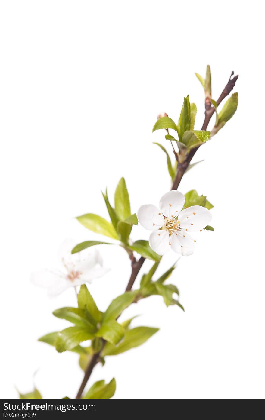 White plum blossom isolated on white. White plum blossom isolated on white