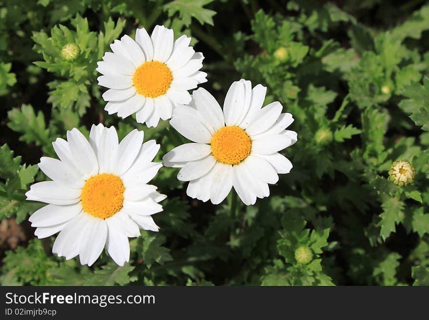 White chrysanthemums