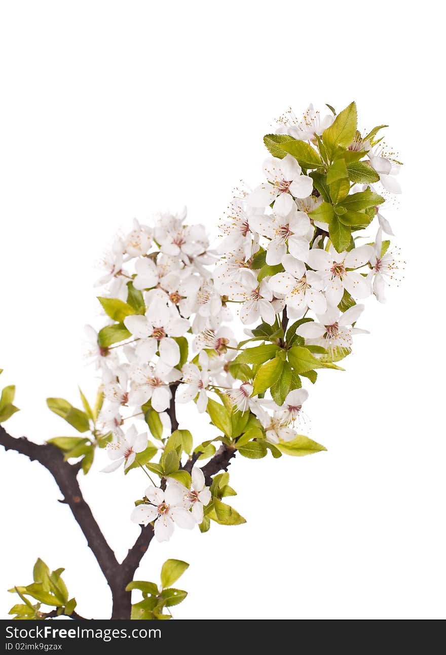 White plum blossom isolated on white. White plum blossom isolated on white