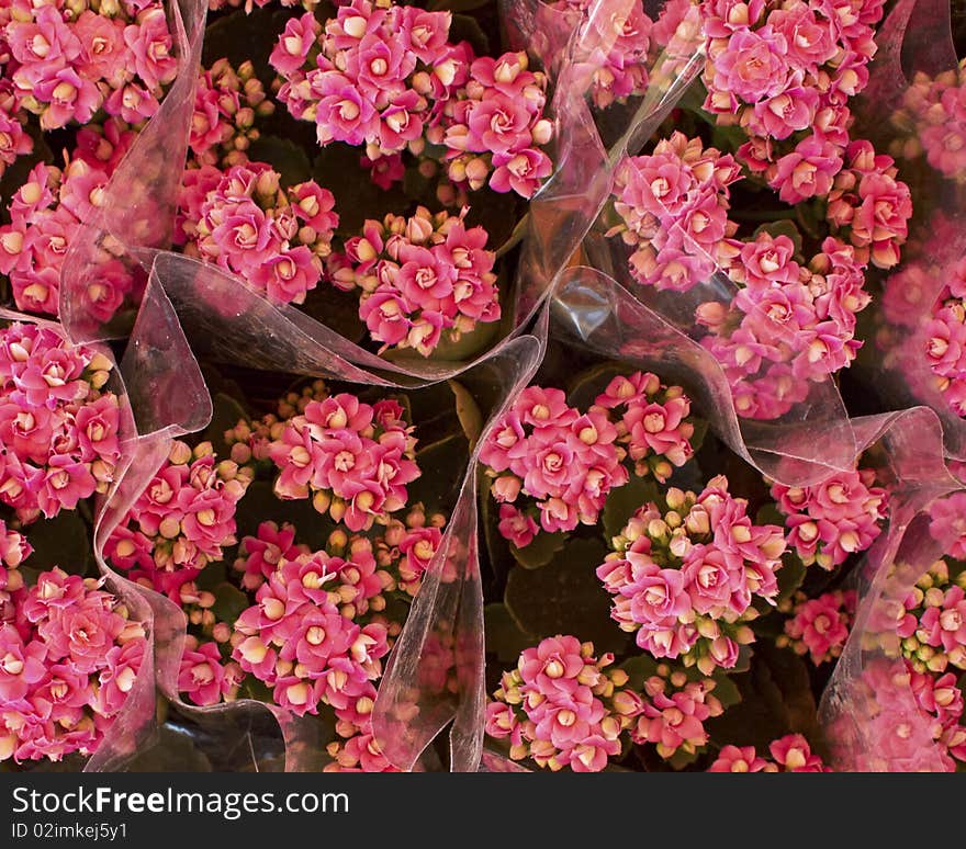 Pink kalanchoe bouquets