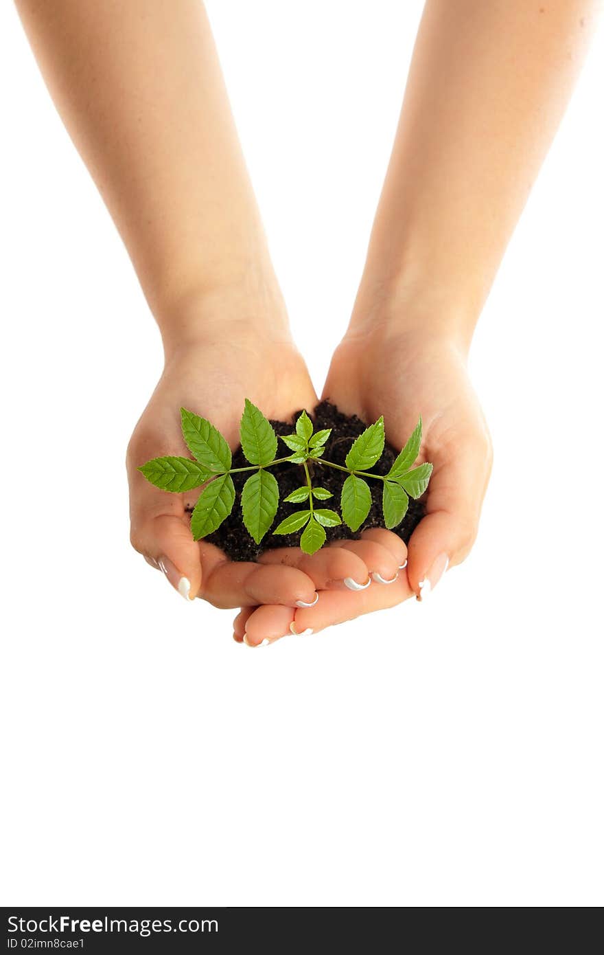 Isolated young plant in woman hands