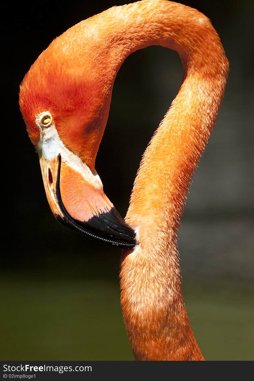 Flamingo close-up