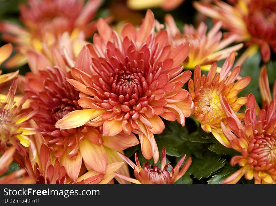 Chrysantemums