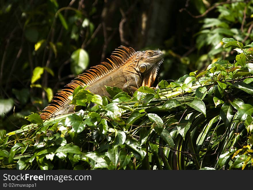 An Iguana Lizard sunbathing on a green branch