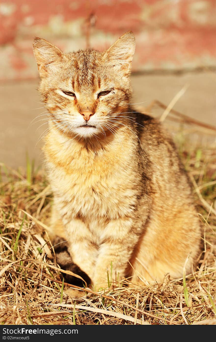 Portrait of a beautiful forest cat