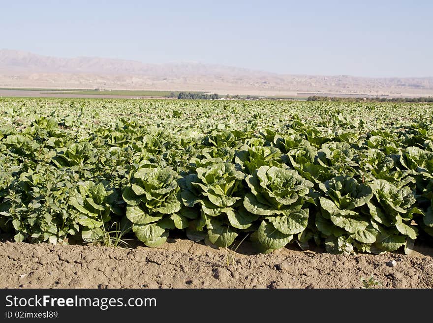 Cabbage field