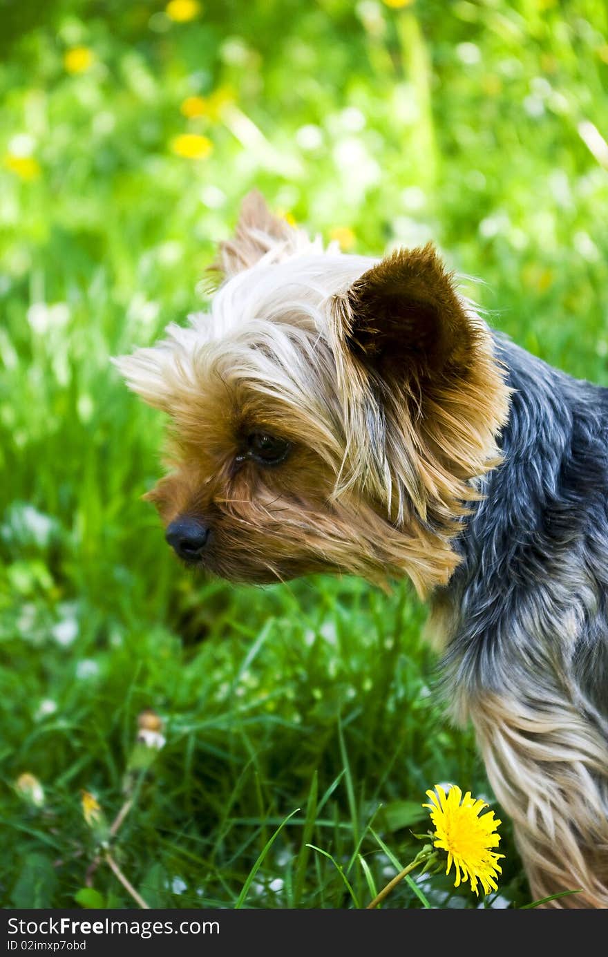 Young dog on grass with flower