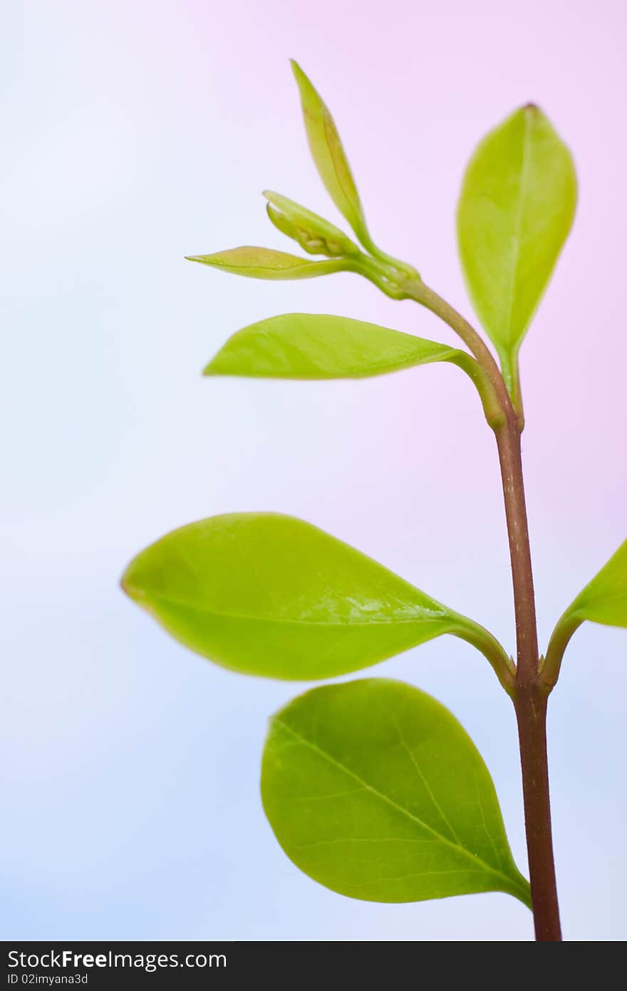 Fresh Plant Branch